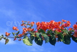 ANTIGUA, Bougainvillaea flowers, ANT978JPL