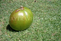 ANTIGUA, Calabash fruit, ANT965JPL