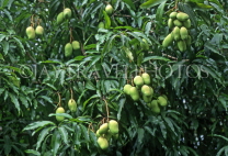 ANTIGUA, Mango tree with fruit, ANT967JPL
