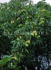 ANTIGUA, Mango tree with fruit, ANT986JPL