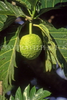 ANTIGUA, breadfruit tree and fruit, ANT966JPL