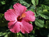 ANTIGUA, deep pink Hibiscus flower, ANT627JPL