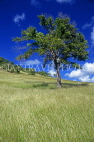 ANTIGUA, island interior, grassland and tree, ANT789JPL