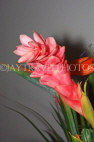 ANTIGUA, pink Ginger flower, ANT993JPL