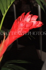 ANTIGUA, red Ginger flower, ANT992JPL