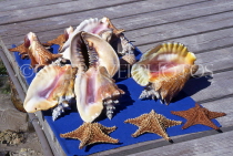 ANTIGUA, shellfish display (conch and starfish), ANT775JPL