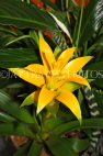 AUSTRALIA, New South Wales, yellow Bromeliad (Guzmania) flower, AUS1328JPL