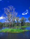 AUSTRALIA, Northern Territory, Kakadu National Park, Yellow Waters billabong, AUS313JPL