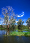 AUSTRALIA, Northern Territory, Kakadu National Park, Yellow Waters billabong, AUS314JPL