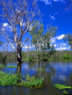 AUSTRALIA, Northern Territory, Kakadu National Park, Yellow Waters billabong, AUS315JPL
