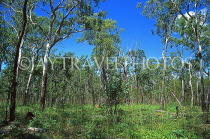 AUSTRALIA, Northern Territory, Kakadu National Park, woodland scenery, AUS557JPL