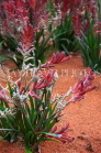 AUSTRALIA, Northern Territory, Kangaroo Paw flowers, AUS1321JPL