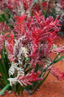 AUSTRALIA, Northern Territory, Kangaroo Paw flowers, AUS1323JPL