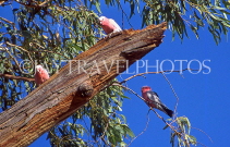 AUSTRALIA, Northern Territory, Pink Cockatoo (Galah), AUS424JPL