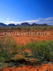 AUSTRALIA, Northern Territory, THE OLGAS (Kata Tjuta), sandplains, with desert oak and mulga trees, AUS233JPL