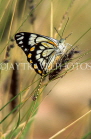 AUSTRALIA, Northern Territory, West MacDonnell Nat Park, Butterfly, AUS498JPLA