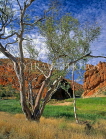 AUSTRALIA, Northern Territory, West MacDonnell Nat Park, GLEN HELEN GORGE, Gum Tree (Eucalyptus), AUS278JPL
