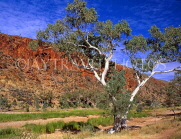 AUSTRALIA, Northern Territory, West MacDonnell Nat Park, GLEN HELEN GORGE, White Gum Tree, AUS277JPL