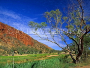 AUSTRALIA, Northern Territory, West MacDonnell Nat Park, GLEN HELEN GORGE, White Gum Tree, AUS279JPL