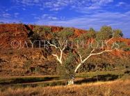 AUSTRALIA, Northern Territory, West MacDonnell Nat Park, GLEN HELEN GORGE and Gum Tree, AUS276JPL