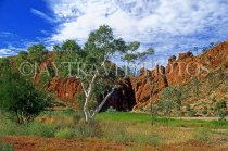 AUSTRALIA, Northern Territory, West MacDonnell Nat Park, GLEN HELEN GORGE and Gum Tree, AUS492JPL