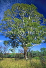 AUSTRALIA, Northern Territory, West MacDonnell Nat Park, Ghost Gum Tree (Eucalyptus), AUS465JPL