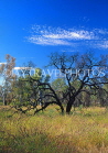 AUSTRALIA, Northern Territory, West MacDonnell Nat Park, Ghost Gum Walk, Black Corkwood trees, AUS261JPL