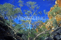 AUSTRALIA, Northern Territory, West MacDonnell Nat Park, Gum Tree (Eucalyptus), AUS436JPL