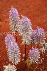 AUSTRALIA, Northern Territory, West MacDonnell Nat Park, Pussytails flowers, AUS1317JPL