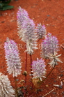AUSTRALIA, Northern Territory, West MacDonnell Nat Park, Pussytails flowers, AUS1318JPL