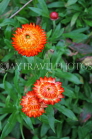 AUSTRALIA, Northern Territory, West MacDonnell Nat Park, flowers, AUS1324JPL