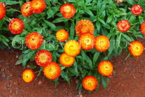 AUSTRALIA, Northern Territory, West MacDonnell Nat Park, flowers, AUS1325JPL