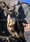 AUSTRALIA, Northern Territory, West MacDonnell National, ROCK WALLABY, AUS442JPL