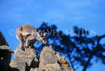 AUSTRALIA, Northern Territory, West MacDonnell National Park, Rock Wallaby, AUS437JPL