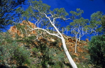 AUSTRALIA, Northern Territory, West MacDonnell National Park, STANLEY CHASM, White Gum Tree, AUS434JPL