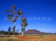 AUSTRALIA, Northern Territory, near Alice Springs, Twin Gum Trees (made famous by artist Namatjira), AUS255JPLA