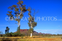 AUSTRALIA, Northern Territory, near Alice Springs, Twin Gum Trees (made famous by artist Namatjira), AUS451JPL