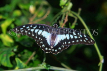 AUSTRALIA, Queensland, Blue Triangle Butterfly, AUS1241JPL
