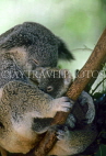AUSTRALIA, Queensland, CAIRNS, Koala with young, AUS856JPL