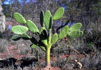 AUSTRALIA, Queensland, Cactus plant in billabong, AUS32JPL