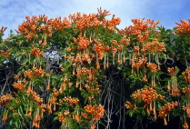 AUSTRALIA, Queensland, Keppel Island, Clematis type flowers, AUS33JPL