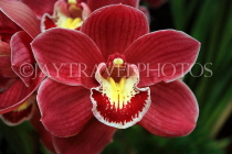 AUSTRALIA, Victoria, orchid farm, Cymbidium Orchid, AUS1247JPL
