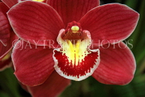 AUSTRALIA, Victoria, orchid farm, Cymbidium Orchid, AUS1248JPL