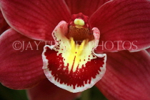 AUSTRALIA, Victoria, orchid farm, Cymbidium Orchid, AUS1249JPL