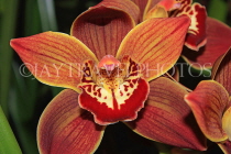 AUSTRALIA, Victoria, orchid farm, Cymbidium Orchid, AUS1251JPL