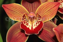 AUSTRALIA, Victoria, orchid farm, Cymbidium Orchid, AUS1252JPL