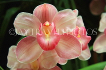 AUSTRALIA, Victoria, orchid farm, Cymbidium Orchid, AUS1263JPL