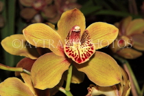 AUSTRALIA, Victoria, orchid farm, Cymbidium Orchid, AUS1269JPL