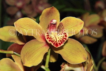AUSTRALIA, Victoria, orchid farm, Cymbidium Orchid, AUS1270JPL