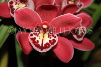 AUSTRALIA, Victoria, orchid farm, Cymbidium Orchid, AUS1275JPL